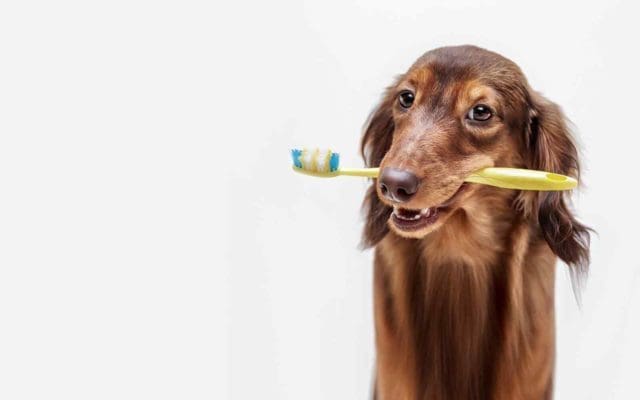 Mon chien ne se laisse pas brosser